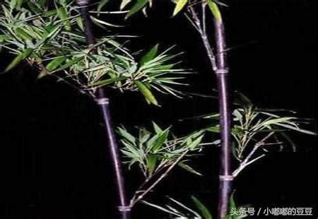 紫竹種植 肚臍周圍長毛